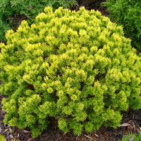 Сосна гірська Офір купить