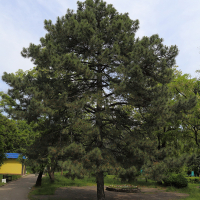 Сосна крымская купить