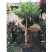 Сосна італійська купить