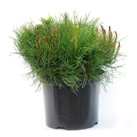 Сосна горная Мугус купить