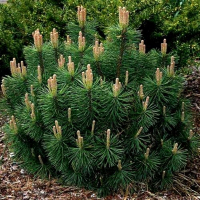 Сосна гірська Пуміліо купить