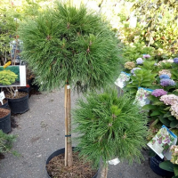 Сосна гірська Варелла штамб купить