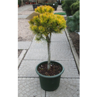 Сосна обыкновенная Винтер Голд на штамбе купить