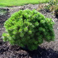 Сосна густоквіткова Джейн Клуїс купить