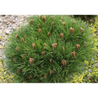 Сосна чорна Пієрік Брегон купить