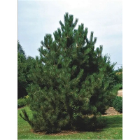 Сосна чорна Австрійська купить