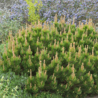 Сосна Гірська Mughus с2 15/20 см купить