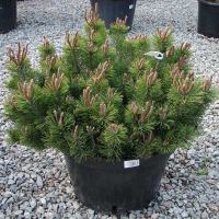 Сосна гірська Мугус купить