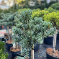 Сосна дрібноквіткова Негіші купить