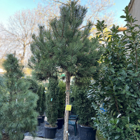 Сосна чорна Austriaca купить