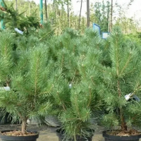 Сосна кримська С3 купить