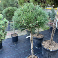 Сосна чорна П'єррік Брегон купить