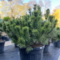 Сосна гiрська Мугус купить