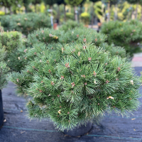 Сосна скручена купить