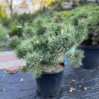 Сосна обыкновенная Blue Pearl купить