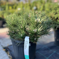 Сосна чорна Нана купить