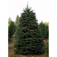 Пихта Нордмана купить