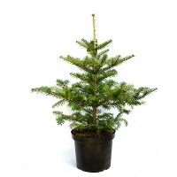 Пихта корейская купить