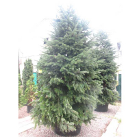 Пихта кавказская Нордмана купить