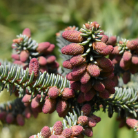 Пихта Pinsapo Kelleriis купить
