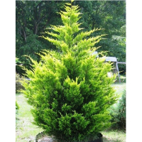 Кіпарисовик Лейланда Голд Райдер купить