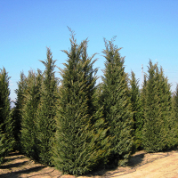 Кіпарисовик Лейланда купить