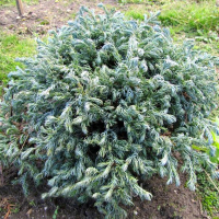 Кипарисовик Горохоплiдний Curly Tops купить