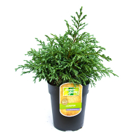 Кипарисовик горохоплодный Беби Блю купить