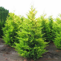 Кіпарисовик Лейланда Голд Райдер купить