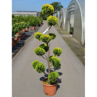 Кіпарисовик Лейланда Castlewelland Gold купить