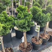 Кипарисовик притупленный Нана Грацилис купить