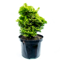 Кіпарисовик притуплений Нана Ауреа купить