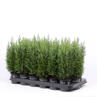 Кипарисовик Лавсона Элвуди купить