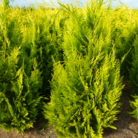 Кіпарисовик Лавсона Івонне купить