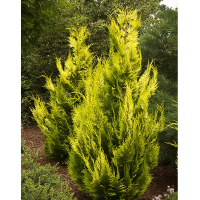 Кипарисовик Лавсона Ивонне купить