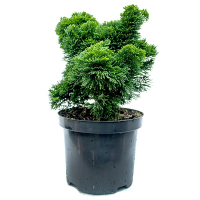 Кіпарисовик притуплений Нана Грациліс купить