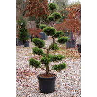 Кіпарисовик Лейланда Бонсай купить