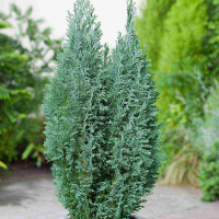 Кипарисовик Лавсона Сноу Вайт купить