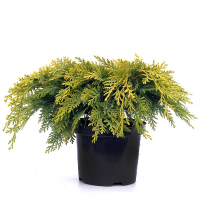 Кіпарисовик Лавсона Санкіст купить