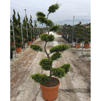 Кипарисовик Лейланда Castlewelland Gold купить