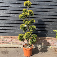 Кипарисовик Лейланда Голд Райдер бонсай купить