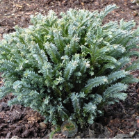 Кіпарисовик Лавсона Pygmaea Argentea купить