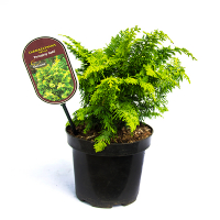 Кипарисовик притупленный Фернспрей Голд купить