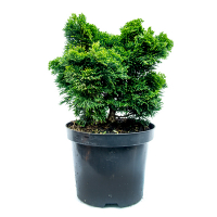 Кипарисовик Тупой купить