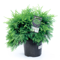 Кіпарисовик Лавсона Globosa купить