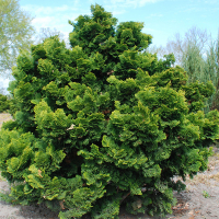 Кипарисовик притупленный Нана Грацилис купить