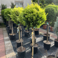 Кіпарисовик Лейланда Голд Райдер штамб купить