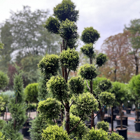 Кипарисовик Лейланда Голд Райдер pompons купить