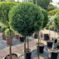 Кипарисовик Лейланда Pyramidalis штамб купить