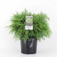 Кіпарисовик Лавсона Globosa купить